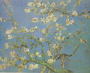 Vincent Van Gogh Blossoming Almond Tree (nn04) oil